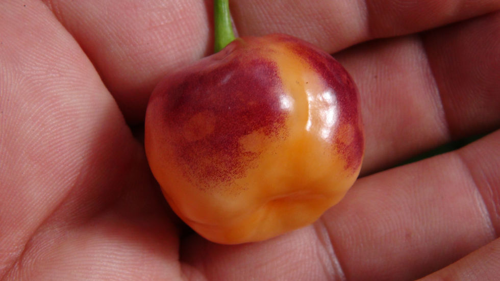 Thumbnail: Here is the CGN 21500 Pepper, Capsicum chinense, Scoville units: 1,400 to 18,000+ SHU. This rare and exotic pepper originates