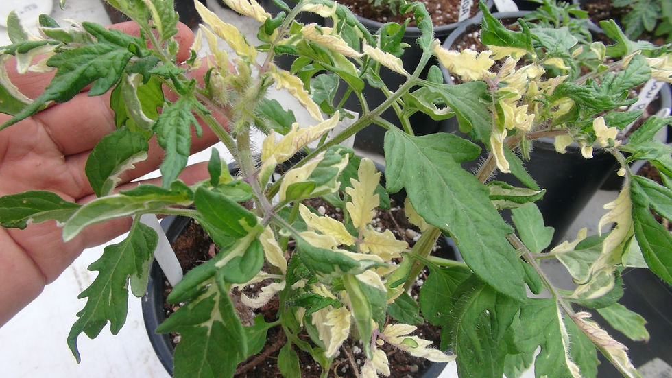 Thumbnail: Here is the Sissie's Britches Variegated Tomato, Solanum lycopersicum. This tomato origins are unknown and AKA Sissy's Britch