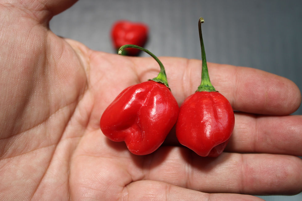Thumbnail: Here is the St Martin Habanero Pepper, Capsicum chinense, Scoville units: 100,000 to 350,000 SHU. Also known as habanero St.