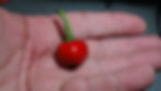 Here is the Akabare Khursani Pepper also known as Dalle Khursani Pepper, Capsicum annuum, Scoville units: 8,000 to 30,000 SHU
