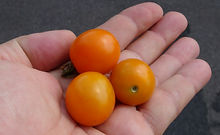 Küstengold Tomato (2).JPG