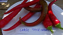 Here is the Large Thick Cayenne Pepper, Capsicum annuum, Scoville: units 3,000+ SHU. This variety was developed by the USDA, and became the most wanted and popular form of all cayenne. The pods can easily reach 8 inches long and one inch wide. Pod starts green turns to dark green then bright red when fully ripe, it can be eaten at any stage, and many people prefer this type green in frying due to the thick meaty flesh. Open Pollinated 65 days.