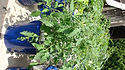 Here is the Wild Hairy Tomato, Lycopersicon hirsutum f. glabratum, or Solanum habrochaites is new for 2019. This wild tomato from Ecuador is a very rare tomato type to come across! This Indeterminate, fuzzy leaf, perennial tomato plant produces 1/2" sized, green-white, slightly variegated tomatoes that have a fuzzy skin and is a heavy producing variety. We found this variety to be resistant to powdery mildew, early blight, bacterial speck and many other diseases. The fruits are edible but may contain some alkaloids when unripe. This species tends to handle colder climates and grows well in higher latitudes. NOT a beginners tomato, seeds need lots attention when starting, open pollinated 75 days. Click HERE for more info on tomatoes. Click HERE to watch other tomato reviews.