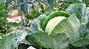 Early Golden Acre Cabbage