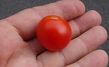 Here is the Idyll Cherry Tomato, Solanum lycopersicum. This tomato originates from Czech Republic. This cherry tomato has a deep full red skin and a red flesh inside getting to about 3/4 to 1.25 inches across and weighting up to 1 Oz. Plants stay short and can get to 2.5 feet tall in really good soil but plants tend to get to 5 feet tall. The fully ripened fruits will have a deep rich color to them. Great tasting tomatoes for salads, eating fresh and for tomato sauce and paste! Open pollinated, indeterminate, compact, regular leaf, mid season, red, cherry, 55 to 80+ days. LOT# 1 TAG# 93-2023