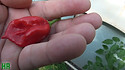 devils tongue pepper