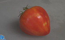 Orange Russian 117 tomato