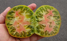Here is the Harvard Square Tomato, Solanum lycopersicum. This tomato originates from Sparta Wisconsin, USA and created by Pat Yourell of Old Webster Farm around the 2014. The fruits are a medium tri-colored green skinned, green flesh beefsteak type tomato getting to about 4 inches across and weighting over a pound at times. The thing about this variety is the the pink-red swirling mixed with green on the flesh inside! Plants can get to 5 feet tall in really good soil but plants tend to get to 4 feet tall. Great for salads, slicing and for tomato sauce! Open pollinated Indeterminate regular leaf 60-86 days.