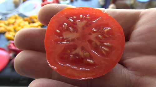 Homestead Tomato | HRSeeds