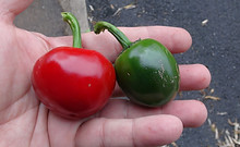 cumra cherry pepper (47).JPG