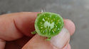 Here is the Wild Hairy Tomato, Lycopersicon hirsutum f. glabratum, or Solanum habrochaites is new for 2019. This wild tomato from Ecuador is a very rare tomato type to come across! This Indeterminate, fuzzy leaf, perennial tomato plant produces 1/2" sized, green-white, slightly variegated tomatoes that have a fuzzy skin and is a heavy producing variety. We found this variety to be resistant to powdery mildew, early blight, bacterial speck and many other diseases. The fruits are edible but may contain some alkaloids when unripe. This species tends to handle colder climates and grows well in higher latitudes. NOT a beginners tomato, seeds need lots attention when starting, open pollinated 75 days. Click HERE for more info on tomatoes. Click HERE to watch other tomato reviews.