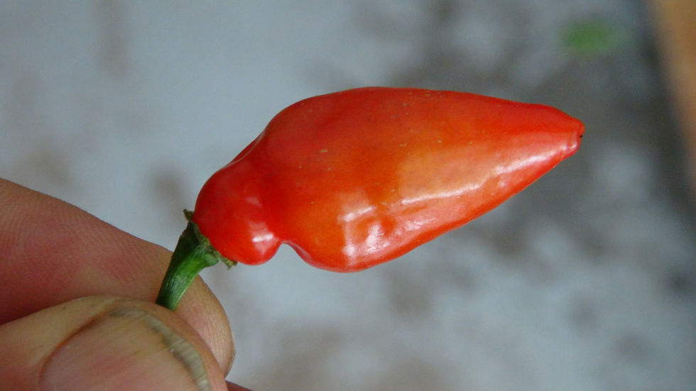 Thumbnail: Bloody Red Pepper