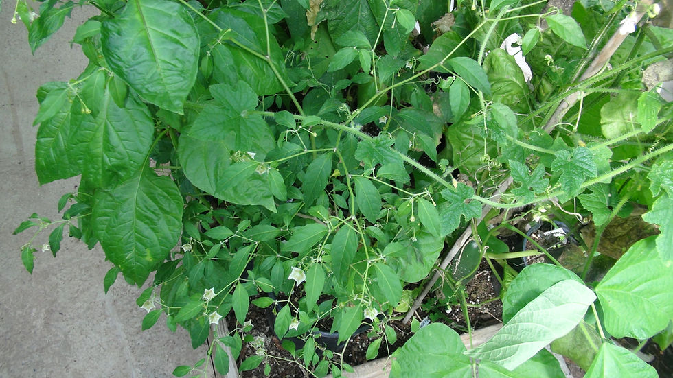 Thumbnail: Here is the Flexuosum Yellow Flower Pepper, Capsicum flexuosum, Scoville Units: 35,000 SHU. This wild pepper originates from