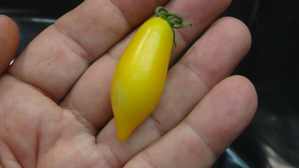 Thumbnail: Here is the Heart breaker Dora Yellow Micro Dwarf Tomato, Solanum lycopersicum. This tomato originates from USA. The fruits a