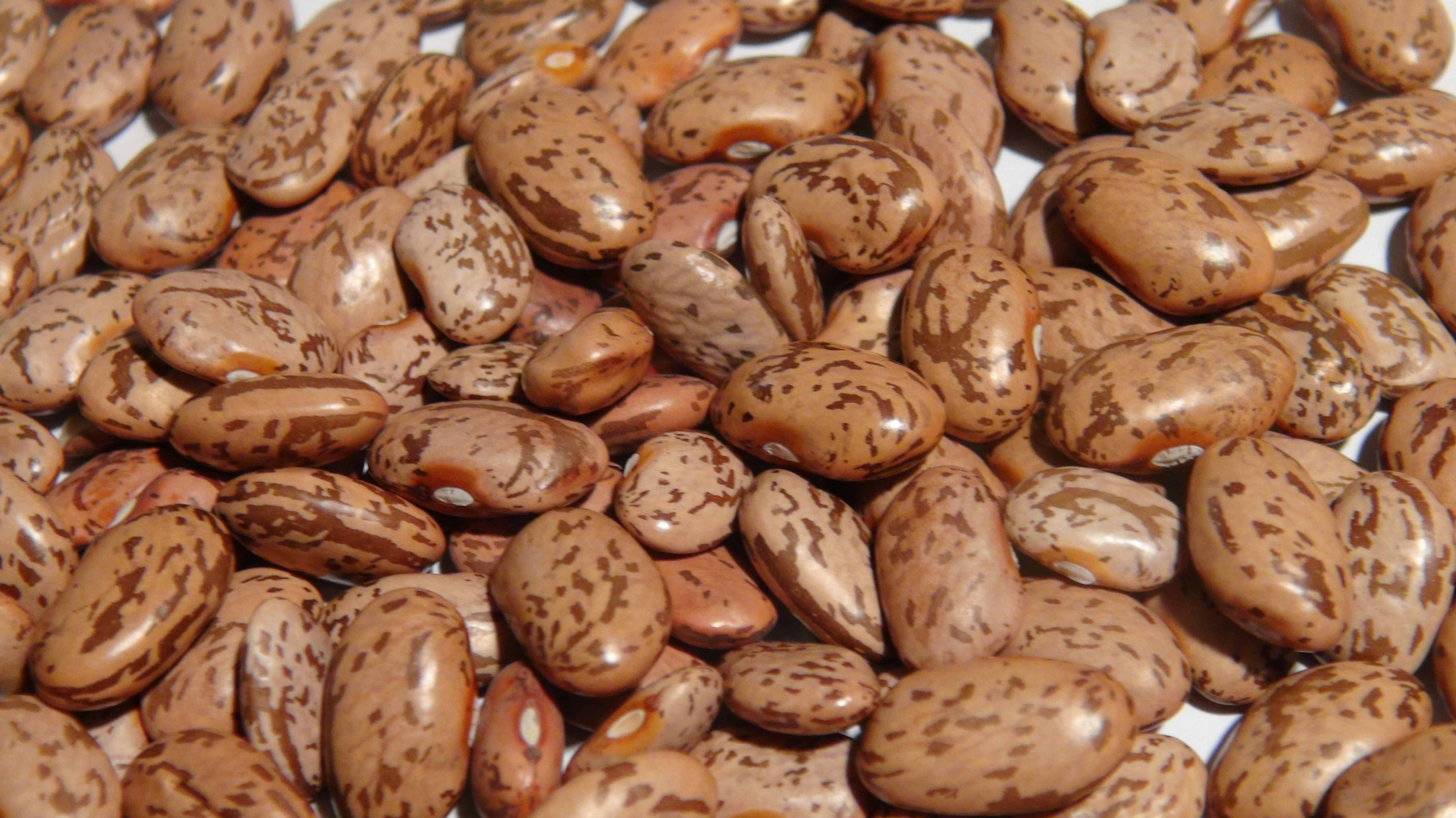 The Pinto Half Runner Bean, Phaseolus vulgaris is a variety that is in between a bush and pole type bean. This pole bean is n