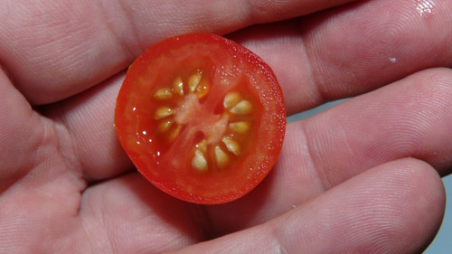 Kazachka Cherry Red Tomato | HRSeeds