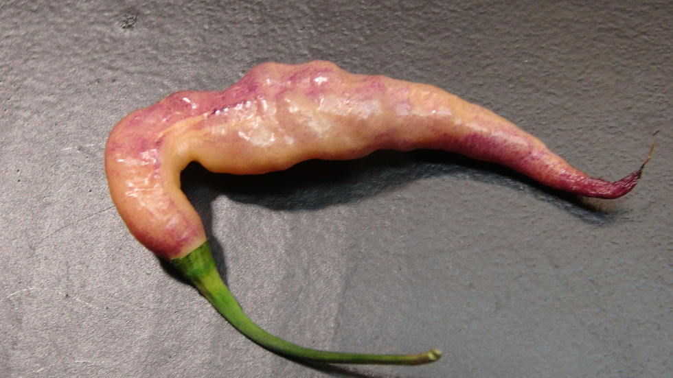Thumbnail: Here is the Purple Peach V2 Pepper, Capsicum chinense, Scoville units: 100,000 to 270,000 SHU. The Purple Peach V2 Pepper ori