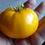 Thumbnail: Here is the Dwarf Egypt Yellow Tomato, Solanum lycopersicum. This tomato originates from the USA an is a cross between an F-3