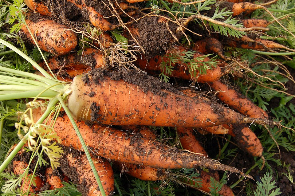Here is the Danvers 126 Carrot, Daucus carota subsp. sativus. Danvers was developed in 1871 in Danvers, Massachusetts. Danver