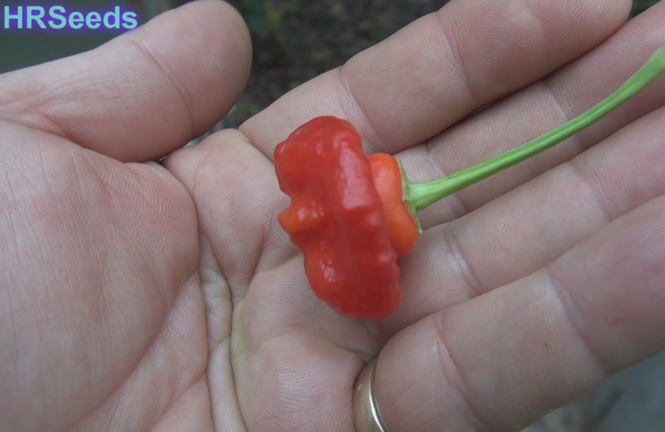 Thumbnail: Here is the Rocotillo Pepper, Capsicum annuum, Scoville units: 1,500 to 2,500 SHU. The Rocotillo Pepper originates from Peru