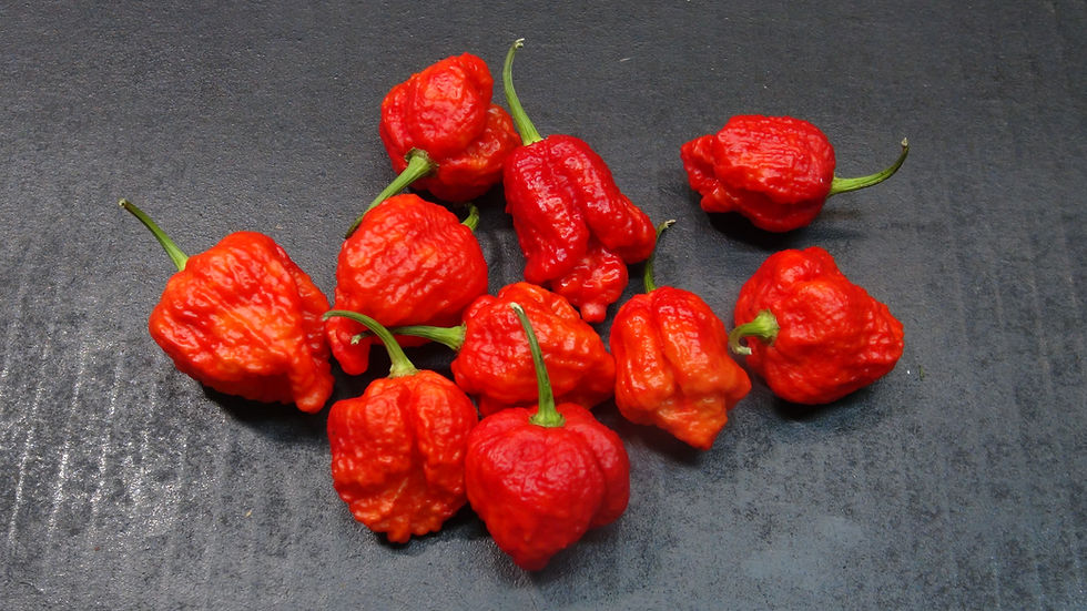Thumbnail: Here is the BTR Scorpion Pepper, Capsicum chinense, Scoville units: 1,000,000 to 1,463,700 SHU. The BTR Scorpion Pepper origi