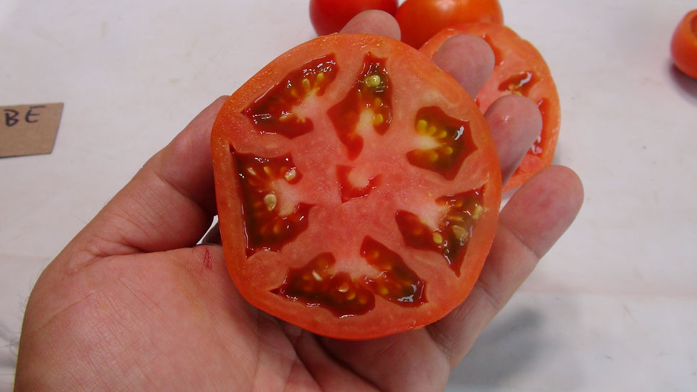 Thumbnail: Here is the Caribe Tomato, Solanum lycopersicum. This tomato originates from the USA. The Caribe Tomato was bred to have a gr