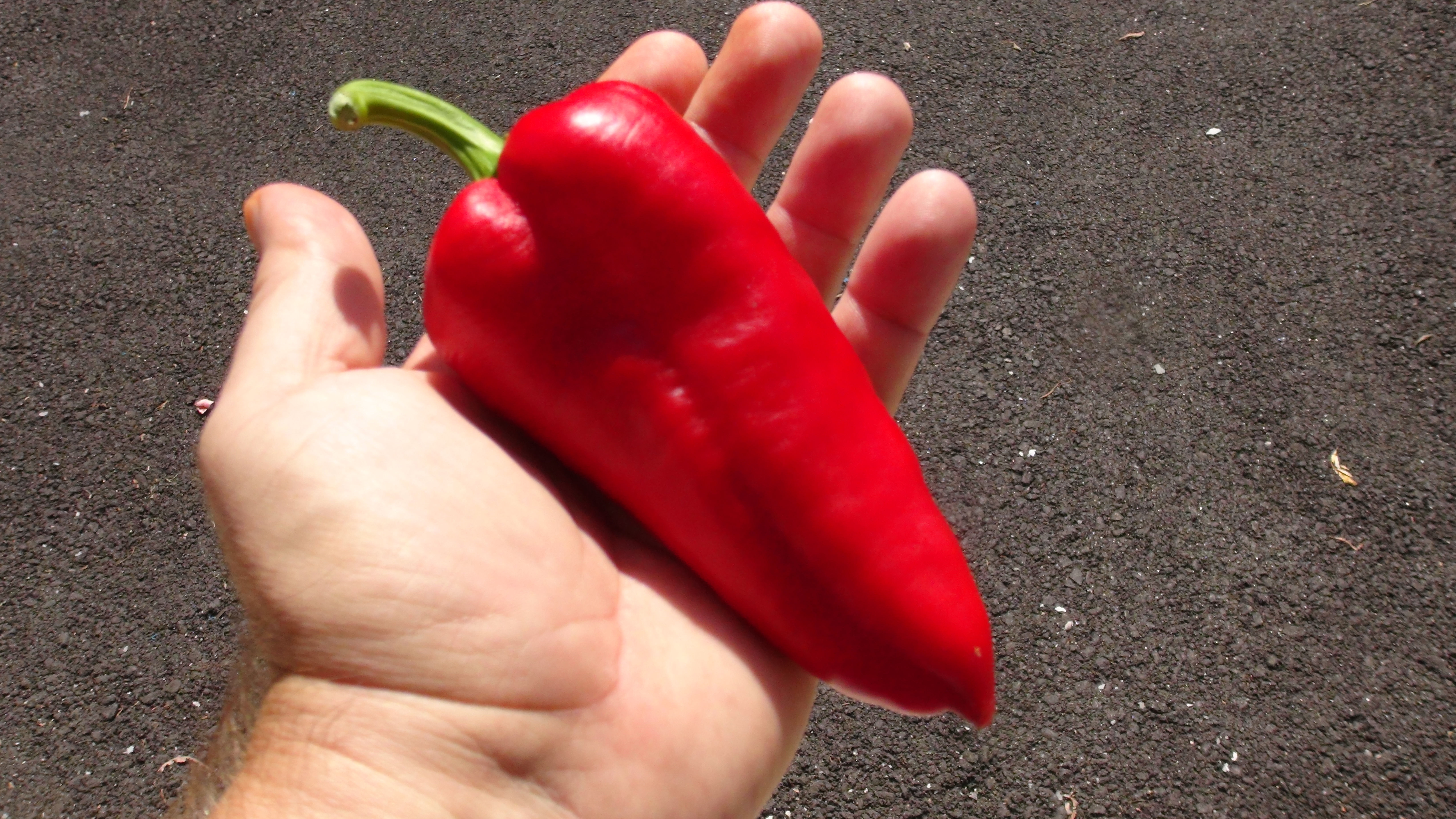 Here is the Bitola Pepper, Capsicum annuum, Scoville units: 000 SHU. Sometimes referred to as Bukov Pepper, This Pepper comes