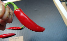 Here is the Serrano Gigante Pepper, Capsicum annuum, Scoville units: 7,000 to 15,000+ SHU, This pepper originates from Mexico. The peppers are longer then the regular store serrano and can get to 4 inches long! They turn from green to red when fully ripe and plants get to 36 inches tall. Very good producer and very good in cooking! Open pollinated 78 to 100+ days. LOT# 6 TAG# 136-2024