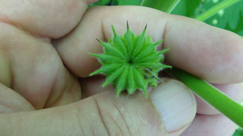 Thumbnail: Here is the Velvetleaf Plant, Abutilon theophrasti. It is also know as velvet plant, velvetweed, Chinese jute, China jute, cr