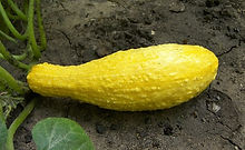 Early Yellow Straightneck Squash