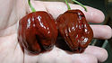 Here is the Dulce Marron Pepper, Capsicum chinense, Scoville units: 3,000+ SHU. This is a pepper lovers creation. Not much known about it but this is what they had to say; "Very sweet, crunchy, with a hint of earthy Smokey flavor (coffee-like). These pods have very low heat levels and can get sweeter as it ages on the plant. The pods start out dark green, turn to chocolate brown, then dark brown. Very productive variety requires a medium to extended growing season." The plants are highly productive baring fruits in late summer. Open pollinated 80 days.