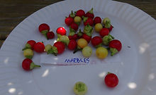 Hot Marbles Pepper