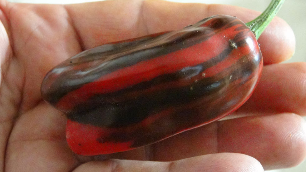 Thumbnail: Here is the Candy Cane Chocolate Cherry Pepper, Capsicum annuum, Scoville units: 000 SHU. The Candy Cane Chocolate Cherry Pep