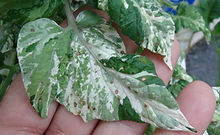 Sweet Splash Electra Dwarf Tomato (40).JPG