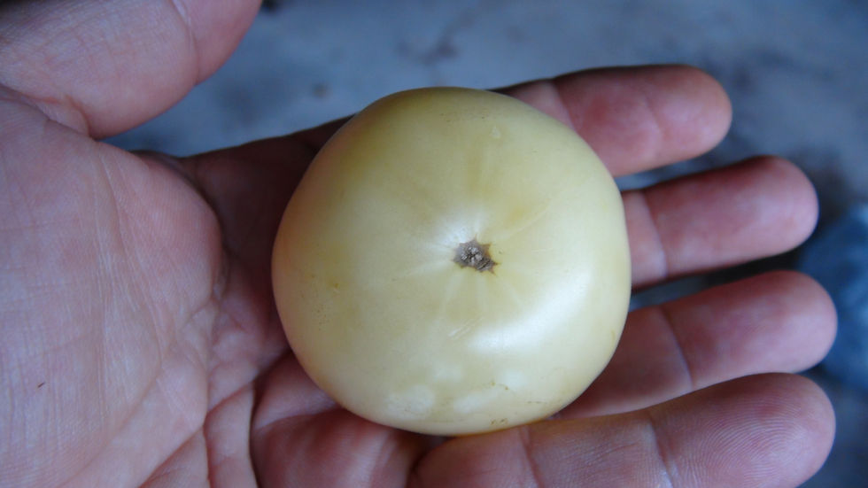 Thumbnail: Here is the Fantome du Laos Tomato, Solanum lycopersicum. This heirloom tomato originates from Laos. These white beefsteak to