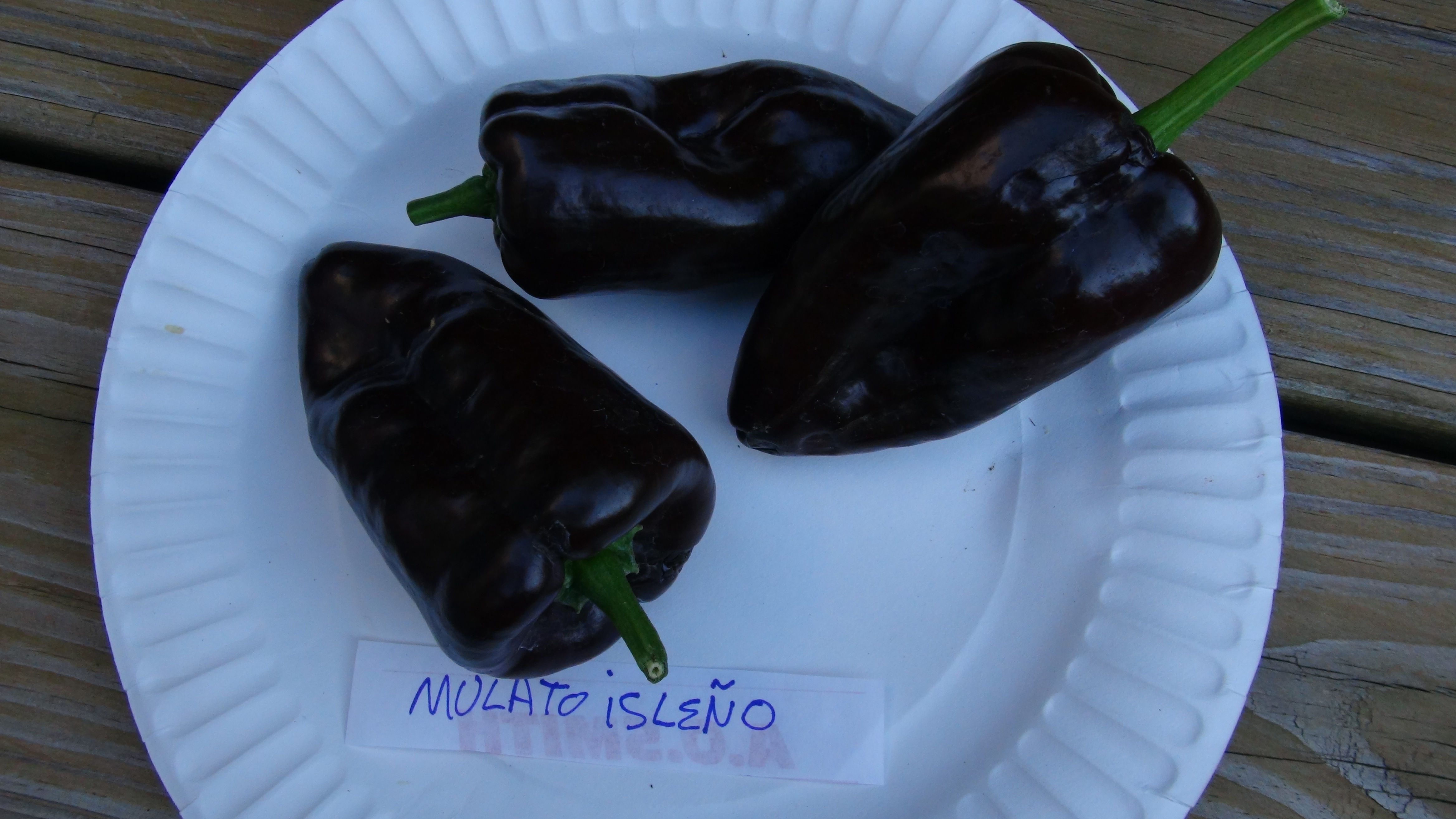 Here is the Mulato Isleno Pepper, Capsicum annuum, scoville units: 1000 ~ 2000 SHU. This pepper originates from Mexico and is