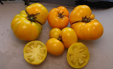 Delta Diver Yellow Tomato (6).JPG
