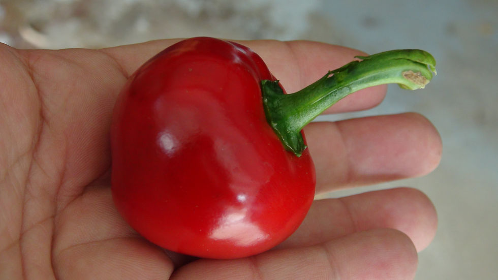 Here is the Cumra Cherry Pepper, Capsicum annuum, Scoville Units: 5,000 ~ 20,000 SHU. The Çumra Cherry Pepper originates from