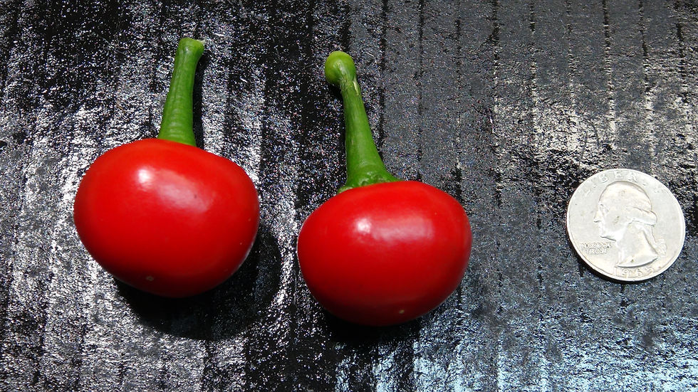 Thumbnail: Here is the Satan's Kiss Pepper, Capsicum annuum, Scoville units: 40,000 to 50,000 SHU. The Satan's Kiss Pepper originates fr