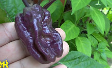 Yaki Blue Fawn Pepper