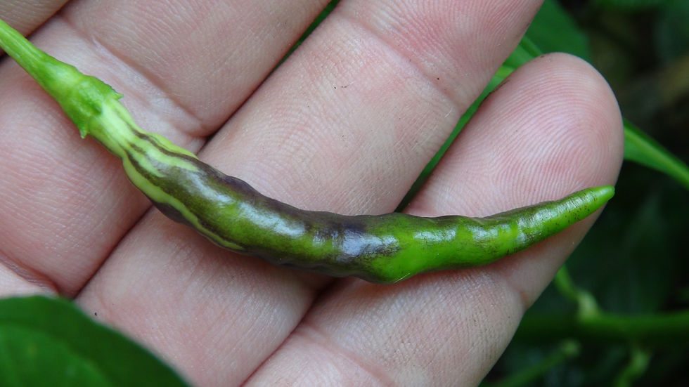 Thumbnail: Here is the Assam Pepper, Capsicum annuum, Scoville units: 50,000 to 150,000 SHU. The Assam Pepper originates from Assam, Ind