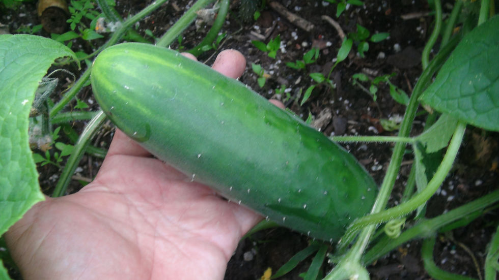 Here is the Marketmore Cucumber, Cucumis sativus. This is the true and original version of this cucumber and was Introduced i