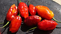Here is the TS X Morango Pepper, Capsicum chinense, Scoville units: 90,000 shu. This pepper is a cross between the Trinidad Scorpion and the Pimenta Morango. This pepper originates from the USA and sourced from Mojo peppers. It is a pretty heavy producer with as many as a 100 pods per plant! Fruits have an amazing fruity sweet flavor and can get as hot as 90K SHU but mostly around 50K SHU. Under the right conditions it will get stripping and patching. Plants don't get to much bigger then 30 inches and bushy. Open pollinated, 90 days.