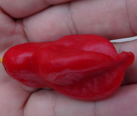 Here is the Aji Penec Pepper, Capsicum baccatum, Scoville units: 200 ~ 1000 SHU. There are 3 color variations of it, Red, Orange, Yellow. Another pepper created by pepperlover. This Fish shaped pepper has sweet berry like flavor with medium to low heat levels. This listing is for the all 3 versions. The plants can get to 5 feet tall and produce hundreds of fruits! This variety comes in several colors and shapes an all have unique flavors. Pods can range from flat to 3 lobes and heat is mild but can get to 1000 SHU. Heavy producers! Open pollinated 70 days.
