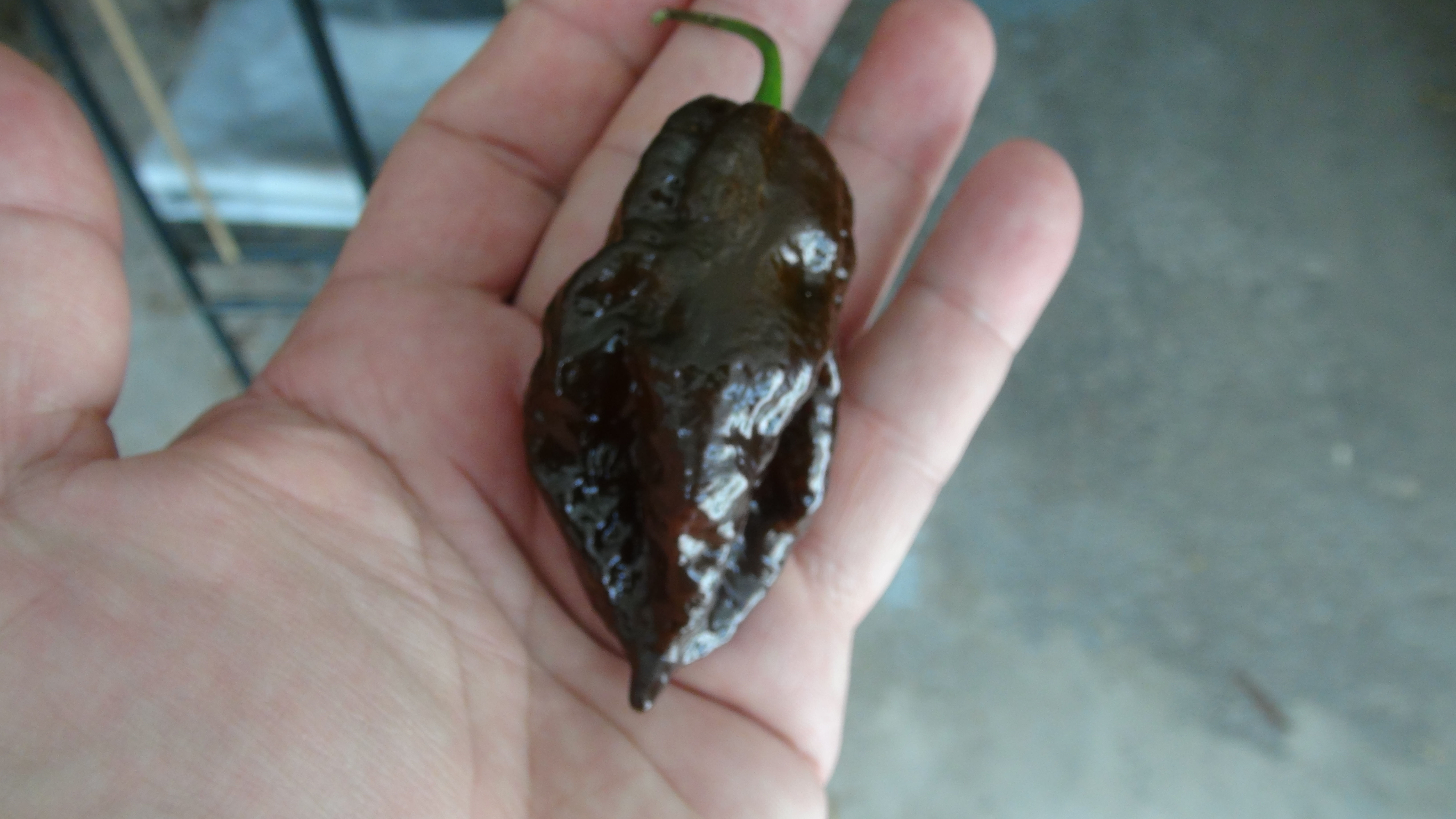 Here is the Cappuccino Naga Pepper, Capsicum chinense, Scoville units: 1,000,000+ SHU. This listing is for the brown version.