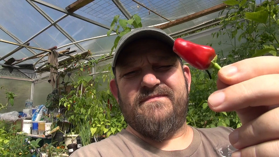 Thumbnail: Hinkelhatz Pepper