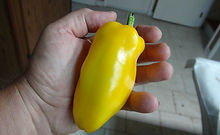 Here is the Перец сладкий Янтарь Pepper, Capsicum annuum, Scoville units: 000 SHU. The Перец сладкий Янтарь Pepper originates from Russia and translates to Sweet Amber Pepper. Fruits are medium sized and can get to 5.5 inch long and turns from bone to yellow to amber or orange when fully ripe. Plants can get to 20+ inches tall but often times they stay around 14 inches tall. Pods are sweet and have a really nice mild peppery taste and can be used green or white. It will fruit first year and does really well in a 1 gallon pot. Plants can live for several years in pots and tend to stay around 12 inches tall and ornate if pruned on a regular basis. A must grow for any collector! Open pollinated, mid season, sweet, perennial, easy grow, amber or yellow 58 to 76+ days to overwinter for many years. LOT# 2 TAG# 12-2023