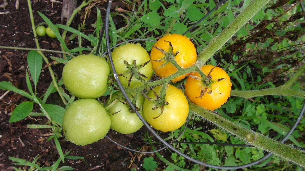 Thumbnail: Here is the Zlatava Tomato, Solanum lycopersicum. This tomato originates from the Czech Republic. The fruits are a gold/orang