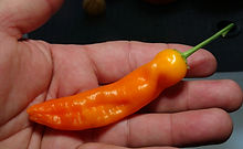 Here is the Aji Ahuachapáu Pepper, CAP 220, Capsicum baccatum, Scoville units: 5000 to 10,000 SHU. This pepper originates from El Salvador. It is a pendulum pepper with pods getting 3 inches long and wrinkly skinned. Pods start out light green in color then turn to dark orange color when fully ripe. Plants can get to 3+ feet tall and tend to be a large plants but if pruned they tend to stay small like 2.5 feet tall. Pods have an amazing baccatum flavor with a very nice smooth crunchy sweetness that is very satisfying but some peppers may be very hot! These make a great grilling pepper especially for frying and hold up well on the grill and also great for pickling and drying too! Open pollinated 70 to 100 days.