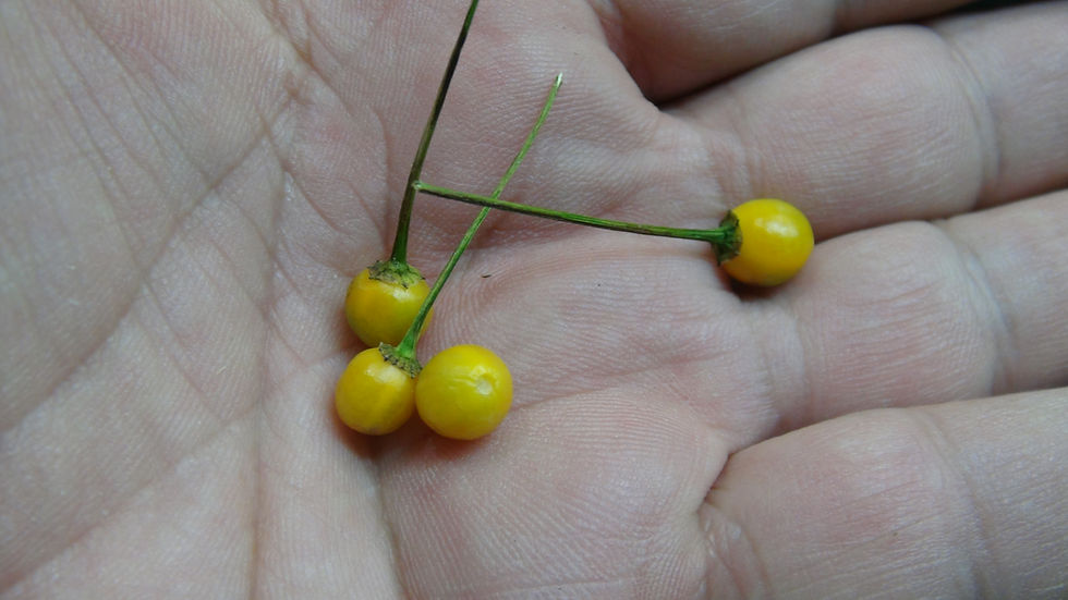 Thumbnail: Here is the Chiltepin Amarillo Pepper, Capsicum annum var.glabriusculum, Scoville units: 70,000 to 100,000+ SHU. The Chiltepi